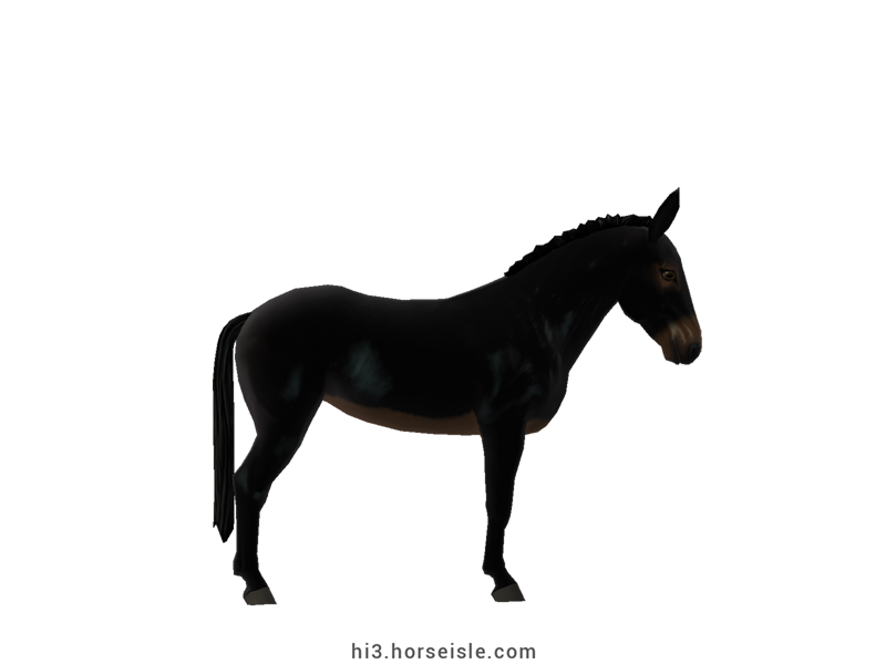 Noirquin Mule Mealy Coal Black Coat (right view)
